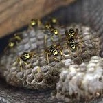 Pest removal Service Dayton