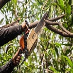 Green River Tree Service